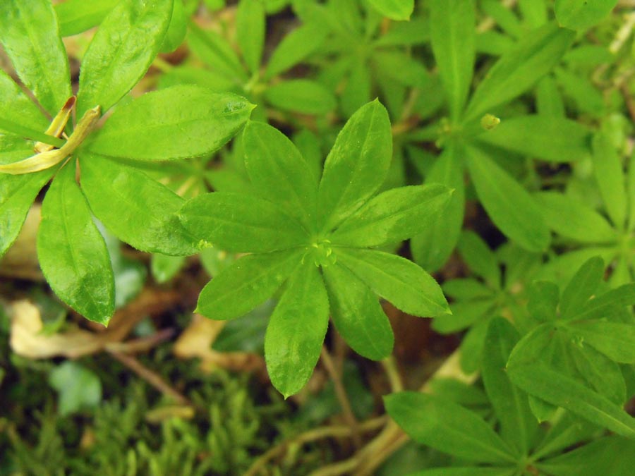 Ancora dal Gargano.- Galium odoratum